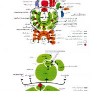 diagram diagram